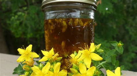 St Johns Wort Oil Recipe