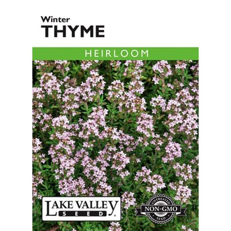 thymus winter thyme heirloom gertens garden center