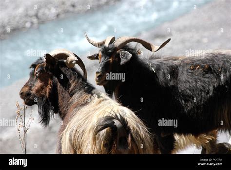 Himalayan Goat Hi Res Stock Photography And Images Alamy