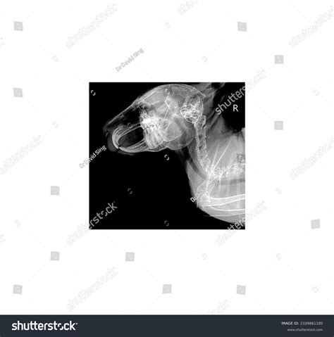 128 Later Rabbit Images, Stock Photos, 3D objects, & Vectors | Shutterstock