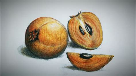 Sapodilla And Slices Drawing And Pencil Coloring Tutorial সফেদা আঁকা