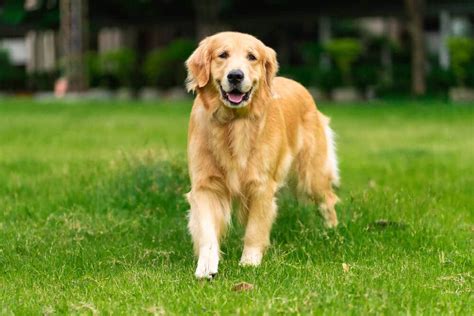 Why Golden Retrievers Are The Best Dogs