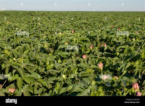 Flowering Cotton Field Gossypium Hirsutum Stock Photo Alamy