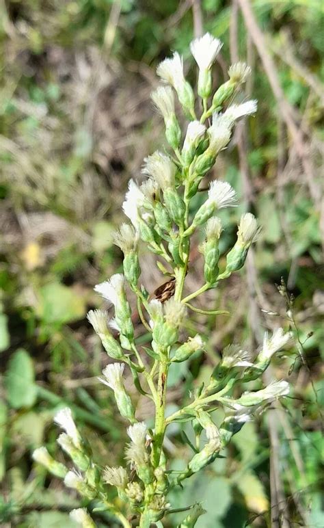 Baccharis Coridifolia DC World Flora Pl NtNet Identify