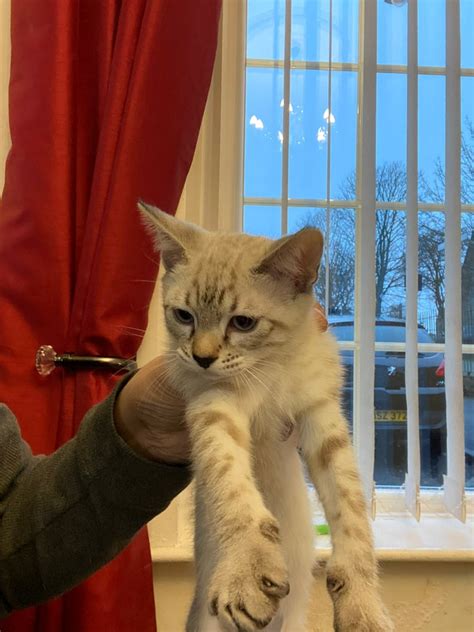 Pure Bred Snow Bengal Kittens For Sale In Oldham Manchester Gumtree