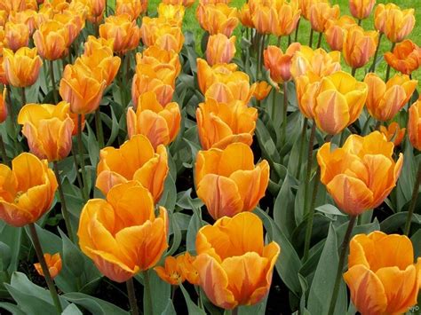 Romantic Flowers: Tulip Flower