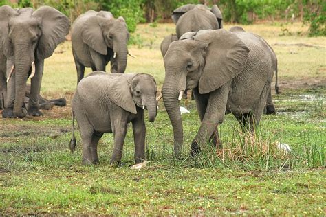 350 Elefantes Muertos Han Aparecido En Botswana Y No Se Sabe Por Qué