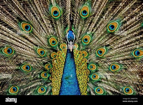 The Indian Peafowl Pavo Cristatus Also Known As The Common Peafowl