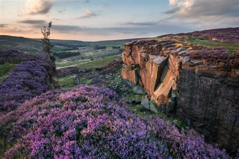 Вересковые пустоши - фото и картинки: 65 штук