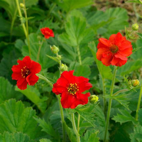 How To Grow Geums The Gardeners Planet