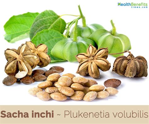 Sacha Inchi Facts And Health Benefits