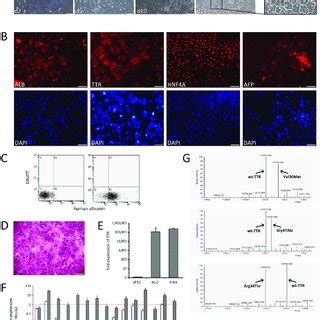 Generation Of FAP IPS Cell Derived Hepatocyte Like Cells A