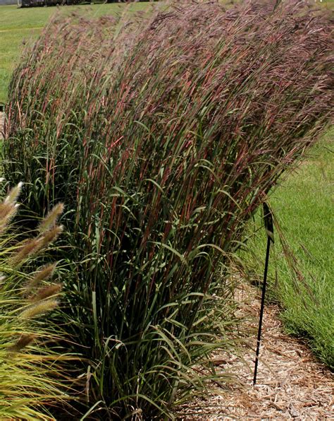 Big Bluestem Grass Jeffries Nurseries