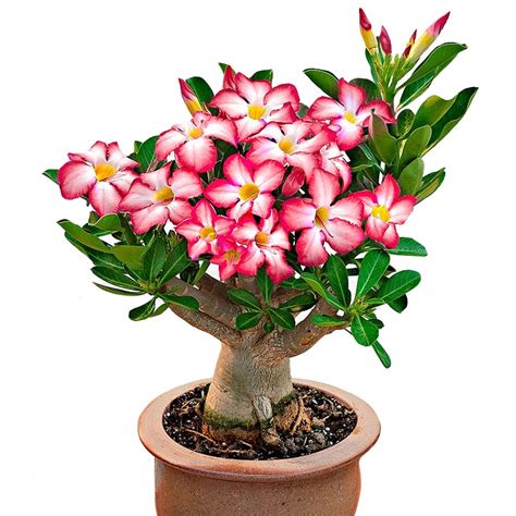 ADENIUM OPASŁE RÓŻA PUSTYNI OBESUM MINI BAOBAB 4834 Cena Opinie