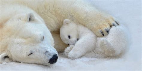 A Year In The Life Of A Polar Bear Churchill Canada