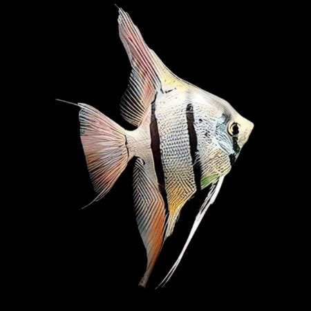 Peruvian Altum Angelfish Pterophyllum Scalare Cm Sims Tropical Fish