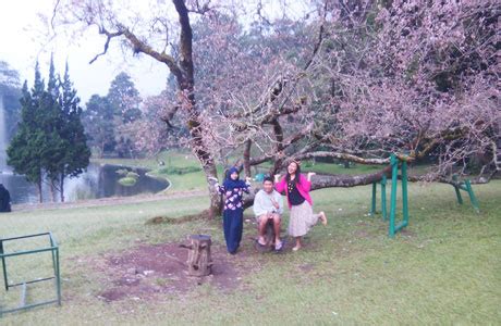 Taman Sakura Cibodas – newstempo