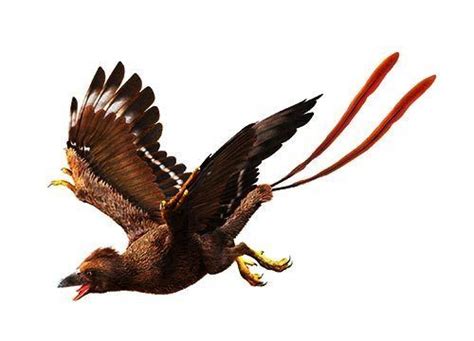 Confuciusornis | Bald eagle, Dinosaur, Animals