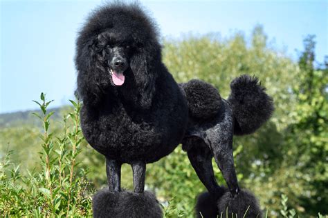 Poodle Cuts: 15 Best Haircuts For Poodles - Marvelous Dogs