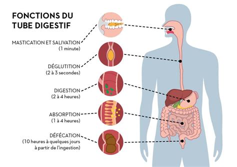 Quelle Alimentation Pour Avoir Une Bonne Digestion