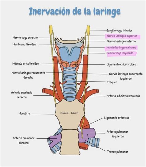 Inervaci N De La Laringe Medicina Membrana