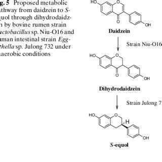 Proposed Metabolic Pathway From Daidzein To Sequol Through