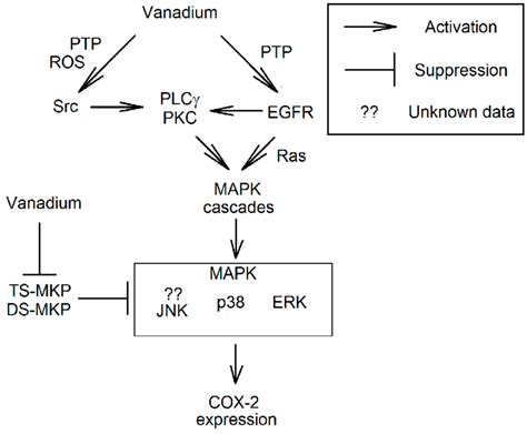 The Mechanism Of The Activation Of Mitogen Activated Protein Kinase