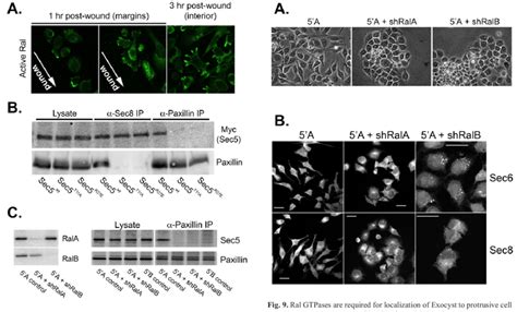 Ral Gtpases Are Required For Exocyst Association With Paxillin In