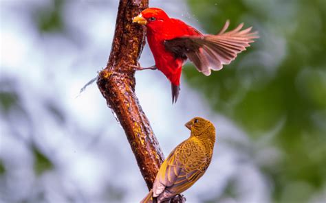 Estudio Afirma Que Los Humanos Extinguieron Cerca De Especies De