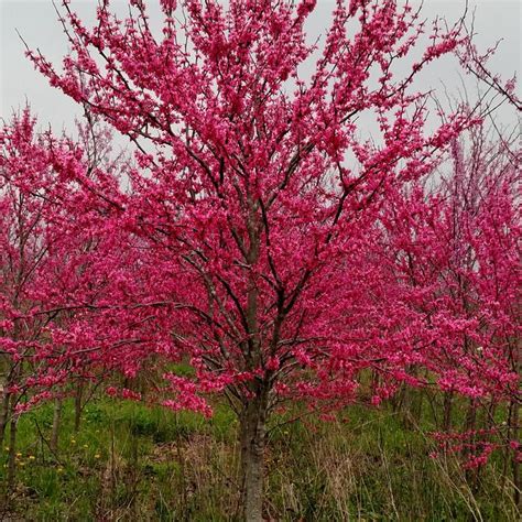 Tennessee Pink Redbud Sooner Plant Farm