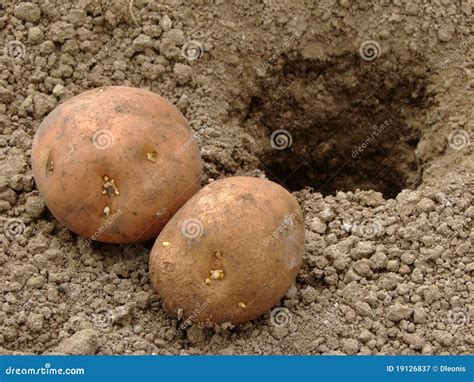 Het Planten Van Aardappels Stock Afbeelding Image Of Landbouwbedrijf