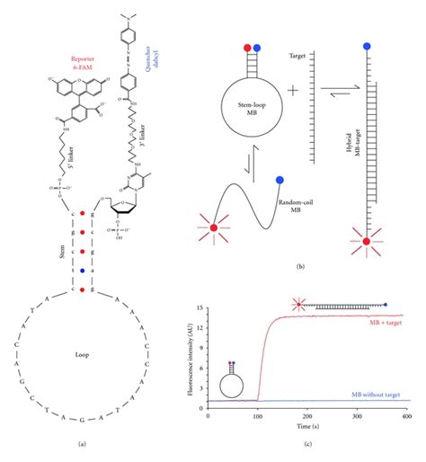 Structure And Function Of Mb A Stem Loop Hairpin Structure Of A Mb