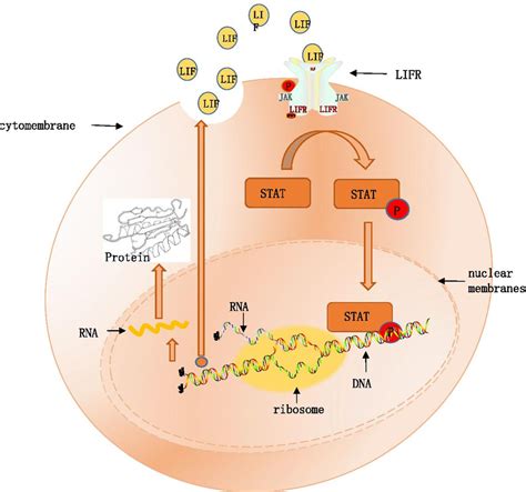 Interleukin Signaling Pathway