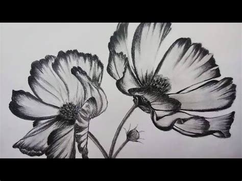 Cosmos Flower Drawing In Graphite Pencils How To Draw Cosmos Flowers