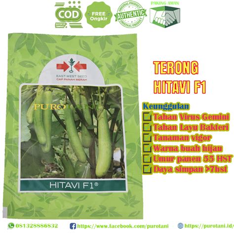 Beli Bibit Terong Hijau Hibrida Hitavi F1 1100 Seeds Terbaru