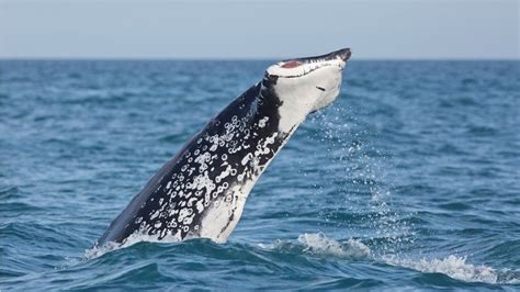 Whale Missing Tail Fins Spotted Off New Zealand Bbc News