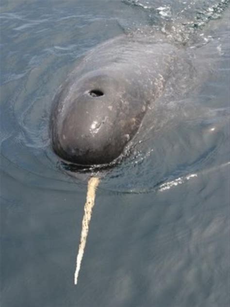 Narwhal Ocean Mammal Marine Animals Ocean Animals