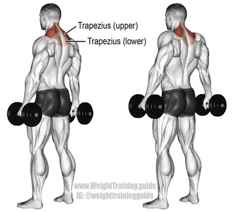 Dumbbell Shrug Exercise Instructions And Video Weight Training Guide