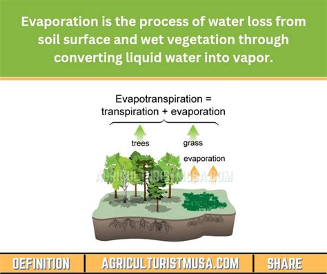 Definition Of Evaporation Soil Texture Evaporation Vegetation