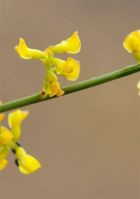 Retama Sphaerocarpa Flora De Valdelatas Inaturalist