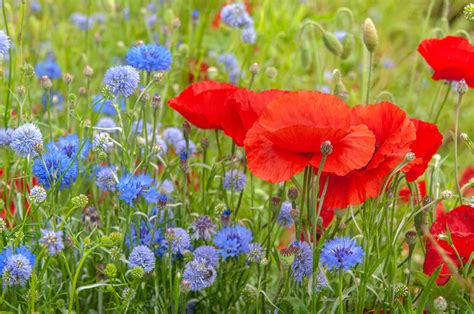 Common Poppy Papaver Rhoeas Care And Growing Guide