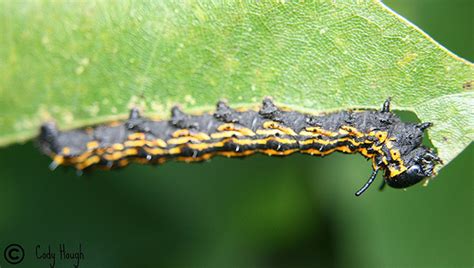 Orange-tipped oakworm moth Anisota senatoria (J.E. Smith, 1797 ...