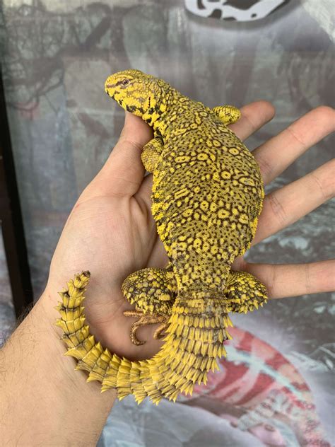 Yellow Nigerian Uromastyx For Sale - Imperial Reptiles – IMPERIAL REPTILES & EXOTICS