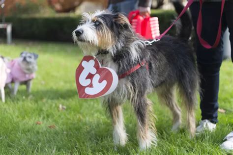 Streeterville Dog Halloween Party 2023 - MCA Chicago