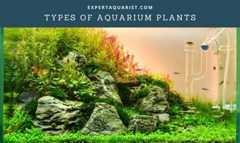 Types of Aquarium Plants And Their Lighting Requirements