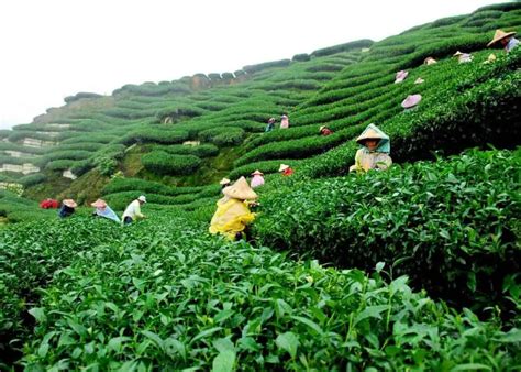 Tea Garden of Bangladesh