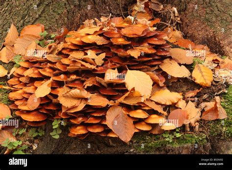 Honey mushroom Armillaria Stock Photo - Alamy