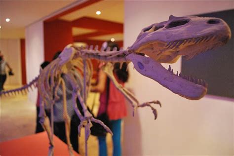 PHC Museu De Paleontologia Da Urca