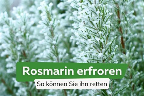 Rosmarin bekommt gelbe und vertrocknete Nadeln Blätter Was tun