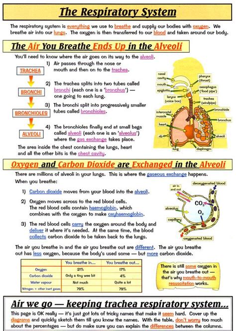 Respiratory System Medical School Studying Basic Anatomy And